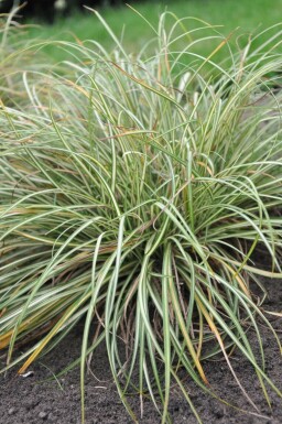 Weißbunte Vogelfuß-Segge Carex ornithopoda 'Variegata' 5-10 Topf 9x9 cm (P9) Carex ornithopoda 'Variegata'