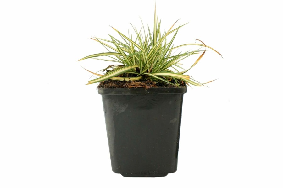 Weißbunte Vogelfuß-Segge Carex ornithopoda 'Variegata' 5-10 Topf 9x9 cm (P9) Carex ornithopoda 'Variegata'