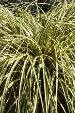 Japan-Gold-Segge Carex oshimensis 'Evergold' 5-10 Topf 9x9 cm (P9)