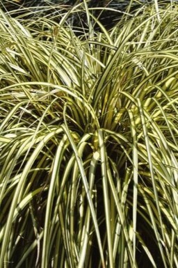 Japan-Gold-Segge Carex oshimensis 'Evergold' 5-10 Topf 9x9 cm (P9) Carex oshimensis 'Evergold'