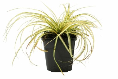 Japan-Gold-Segge Carex oshimensis 'Evergold' 5-10 Topf 9x9 cm (P9)