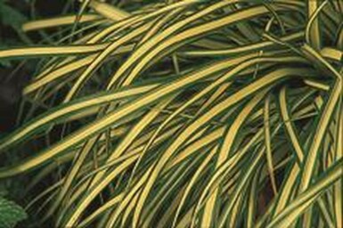 Japan-Gold-Segge Carex oshimensis 'Evergold' 5-10 Topf 9x9 cm (P9) Carex oshimensis 'Evergold'