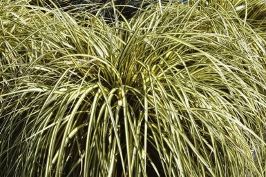 Japan-Gold-Segge Carex oshimensis 'Evergold' 5-10 Topf 9x9 cm (P9) Carex oshimensis 'Evergold'