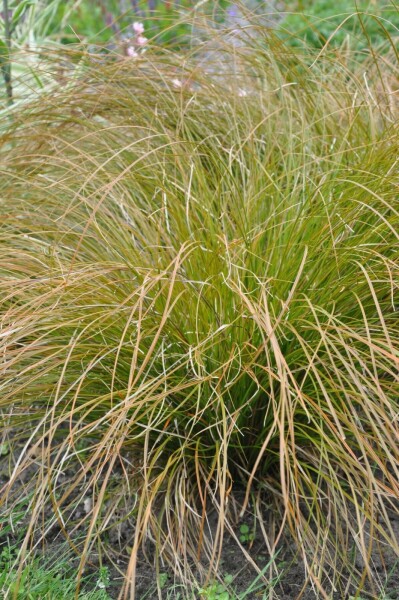 Rote Garten-Segge Carex testacea 'Prairie Fire' 10-15 Topf 2 ltr. (C2) Carex testacea 'Prairie Fire'