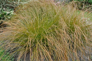 Rote Garten-Segge Carex testacea 'Prairie Fire' 10-15 Topf 2 ltr. (C2) Carex testacea 'Prairie Fire'
