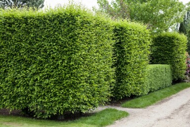 Hainbuche Carpinus betulus 30-40 Topf 9x9 cm (P9) Carpinus betulus