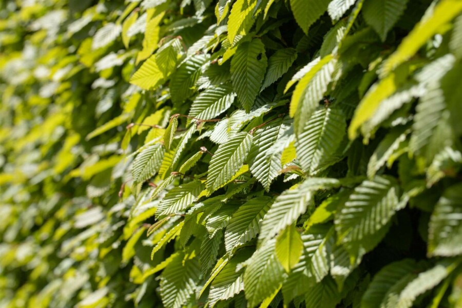 Hainbuche Carpinus betulus 30-40 Topf 9x9 cm (P9) Carpinus betulus