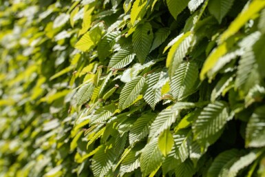 Hainbuche Carpinus betulus 30-40 Topf 9x9 cm (P9) Carpinus betulus