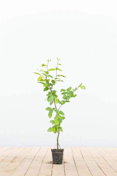 Hainbuche Carpinus betulus 30-40 Topf 9x9 cm (P9) Carpinus betulus