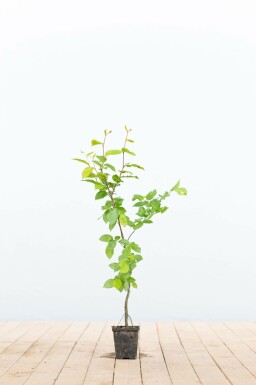 Hainbuche Carpinus betulus 30-40 Topf 9x9 cm (P9) Carpinus betulus