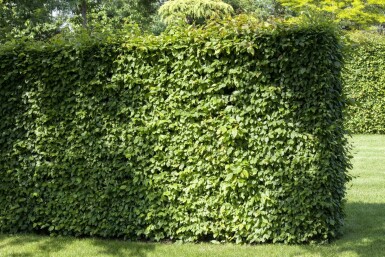 Hainbuche Carpinus betulus 30-40 Topf 9x9 cm (P9) Carpinus betulus