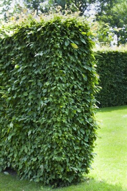 Hainbuche Carpinus betulus 30-40 Topf 9x9 cm (P9) Carpinus betulus