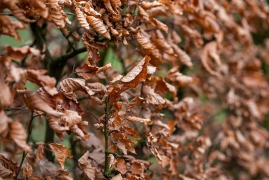 Hainbuche Carpinus betulus 30-40 Topf 9x9 cm (P9) Carpinus betulus