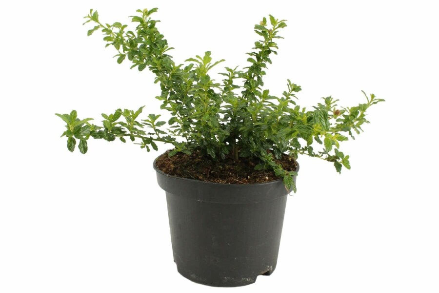 Säckelblume Ceanothus 'Blue Mound' Strauch 20-30 Topf 2 ltr. (C2) Ceanothus 'Blue Mound' Strauch 20-30 cm