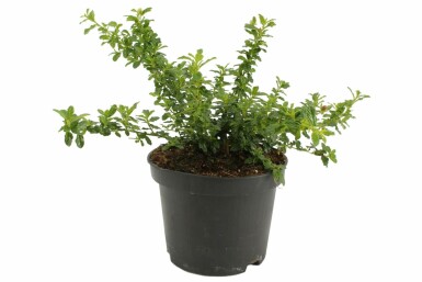 Säckelblume Ceanothus 'Blue Mound' Strauch 20-30 Topf 2 ltr. (C2) Ceanothus 'Blue Mound' Strauch 20-30 cm