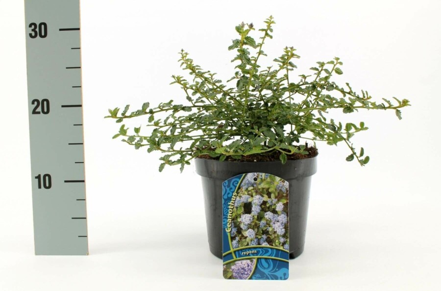 Kriechende Säckelblume Ceanothus thyrsiflorus 'Repens' Strauch 30-40 Topf 10 ltr. (C10) Ceanothus thyrsiflorus 'Repens' Strauch 30-40 cm