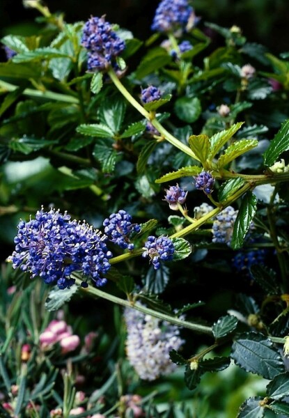 Kriechende Säckelblume Ceanothus thyrsiflorus 'Repens' Strauch 20-30 Topf 2 ltr. (C2) Ceanothus thyrsiflorus 'Repens' Strauch 20-30 cm