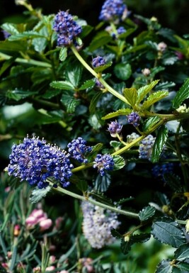 Kriechende Säckelblume Ceanothus thyrsiflorus 'Repens' Strauch 20-30 Topf 2 ltr. (C2)