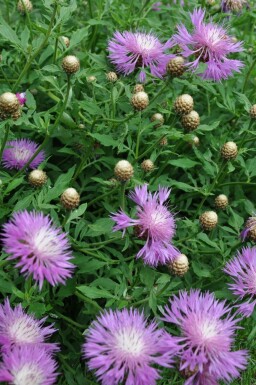 Kornblume Centaurea dealbata 5-10 Topf 9x9 cm (P9) Centaurea dealbata