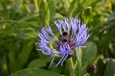 Berg-Flockenblume Centaurea montana 5-10 Topf 9x9 cm (P9) Centaurea montana