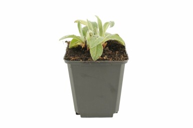 Berg-Flockenblume Centaurea montana 'Coerulea' 5-10 Topf 9x9 cm (P9) Centaurea montana 'Coerulea'