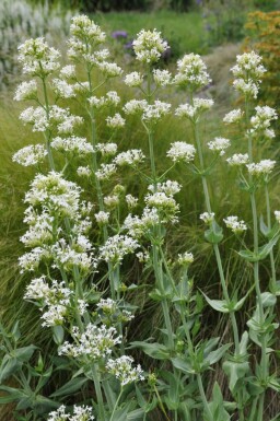Spornblume Centranthus ruber 'Albus' 5-10 Topf 9x9 cm (P9) Centranthus ruber 'Albus'