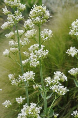 Spornblume Centranthus ruber 'Albus' 5-10 Topf 9x9 cm (P9) Centranthus ruber 'Albus'