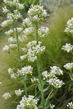 Spornblume Centranthus ruber 'Albus' 5-10 Topf 9x9 cm (P9)