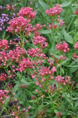 Spornblume Centranthus ruber 'Coccineus' 5-10 Topf 9x9 cm (P9) Centranthus ruber 'Coccineus'