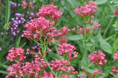Spornblume Centranthus ruber 'Coccineus' 5-10 Topf 9x9 cm (P9) Centranthus ruber 'Coccineus'