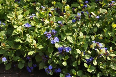 Chinesische Bleiwurz Ceratostigma plumbaginoides 10-15 Topf 2 ltr. (C2) Ceratostigma plumbaginoides