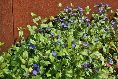 Chinesische Bleiwurz Ceratostigma plumbaginoides 5-10 Topf 9x9 cm (P9)