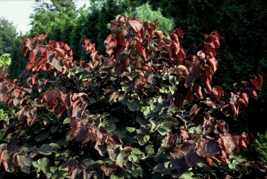Amerikanischer Judasbaum Cercis canadensis 'Forest Pansy' Strauch 40-60 Topf 5 ltr. (C5) Cercis canadensis 'Forest Pansy' Strauch 40-60 cm