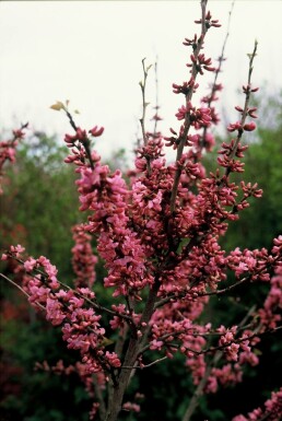 Chinesischer Judasbaum Cercis chinensis 'Avondale' Strauch 20-30 Topf 2 ltr. (C2)