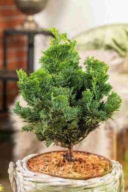 Zwerg-Muschelzypresse Chamaecyparis obtusa 'Nana Gracilis' Strauch 15-20 Topf 2 ltr. (C2) Chamaecyparis obtusa 'Nana Gracilis' Strauch 15-20 cm