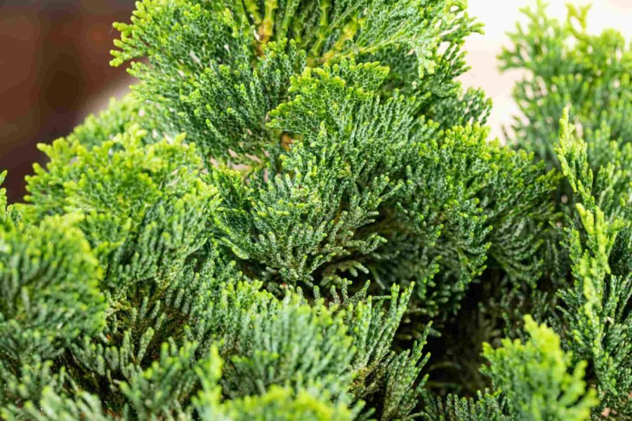 Zwerg-Muschelzypresse Chamaecyparis obtusa 'Nana Gracilis' Strauch 15-20 Topf 2 ltr. (C2) Chamaecyparis obtusa 'Nana Gracilis' Strauch 15-20 cm