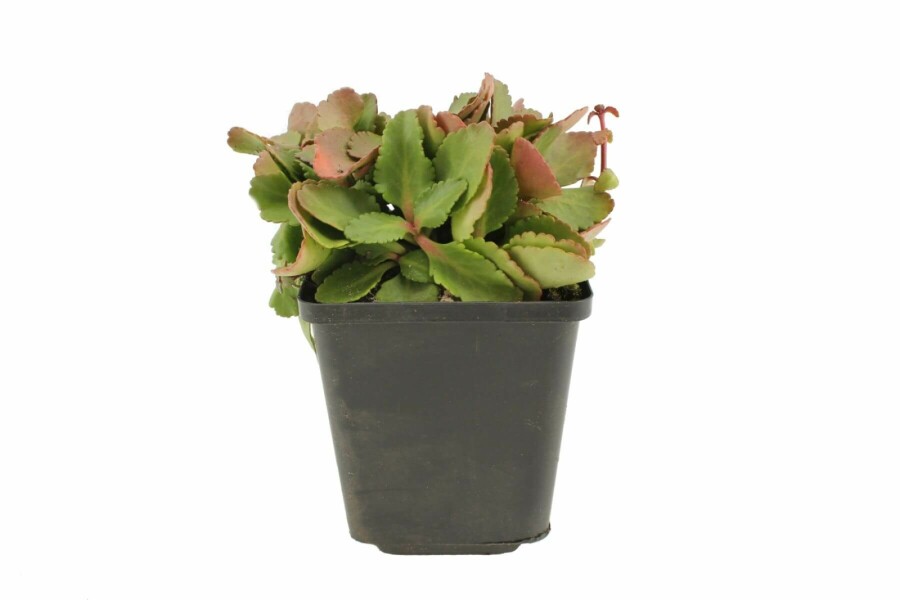 Goldtröpfchen Chiastophyllum oppositifolium 5-10 Topf 9x9 cm (P9) Chiastophyllum oppositifolium