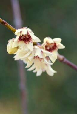 Chinesische Winterblüte Chimonanthus praecox Strauch 80-100 Topf 12 ltr. (C12) Chimonanthus praecox Strauch 80-100 cm