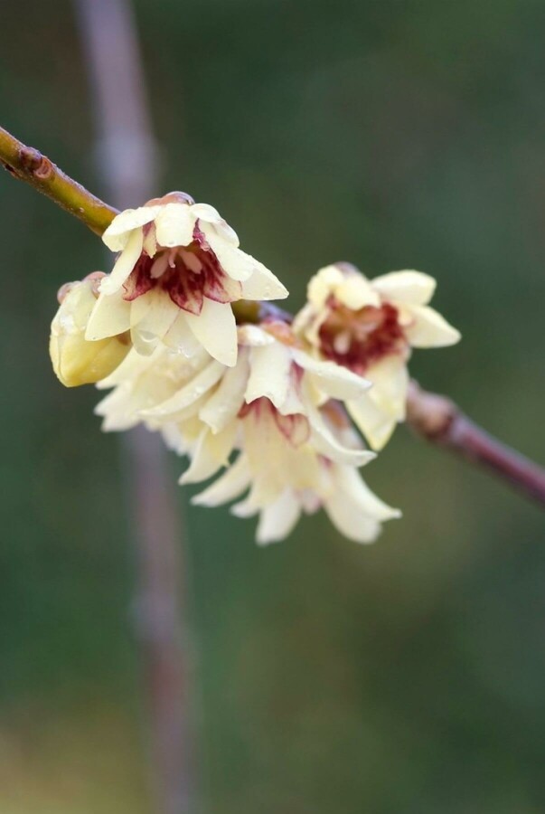 Chinesische Winterblüte Chimonanthus praecox Strauch 30-40 Topf 3 ltr. (C3) Chimonanthus praecox Strauch 30-40 cm
