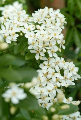 Orangenblume Choisya ternata Strauch 20-30 Topf 2 ltr. (C2) Choisya ternata Strauch 20-30 cm