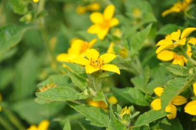 Goldkörbchen Chrysogonum virginianum 5-10 Topf 9x9 cm (P9)