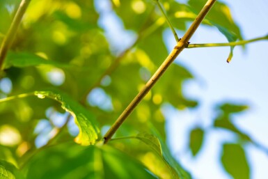 Chinesischer Losbaum Clerodendrum trichotomum Strauch 100-125 Topf 12 ltr. (C12) Clerodendrum trichotomum Strauch 100-125 cm