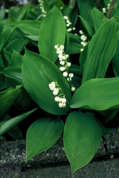 Maiglöcken Convallaria maJalis 5-10 Topf 9x9 cm (P9) Convallaria maJalis
