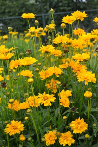 Großblütiges Mädchenauge Coreopsis grandiflora 'Early Sunrise' 5-10 Topf 9x9 cm (P9) Coreopsis grandiflora 'Early Sunrise'
