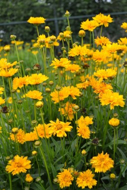 Großblütiges Mädchenauge Coreopsis grandiflora 'Early Sunrise' 5-10 Topf 9x9 cm (P9)