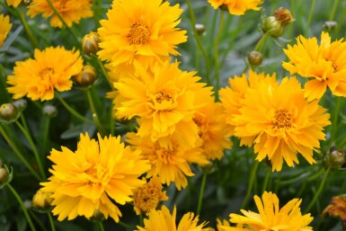 Großblütiges Mädchenauge Coreopsis grandiflora 'Early Sunrise' 5-10 Topf 9x9 cm (P9)