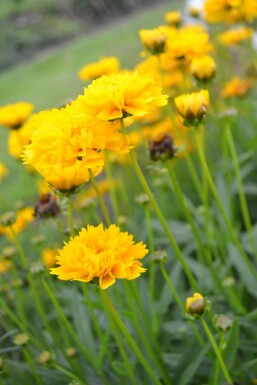 Großblütiges Mädchenauge Coreopsis grandiflora 'Early Sunrise' 5-10 Topf 9x9 cm (P9) Coreopsis grandiflora 'Early Sunrise'