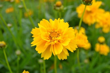 Großblütiges Mädchenauge Coreopsis grandiflora 'Early Sunrise' 5-10 Topf 9x9 cm (P9) Coreopsis grandiflora 'Early Sunrise'