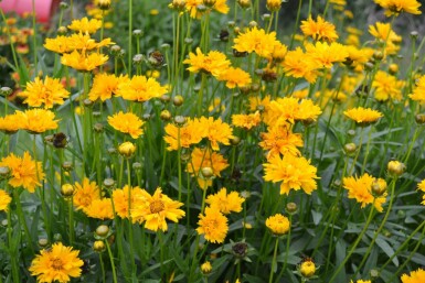 Großblütiges Mädchenauge Coreopsis grandiflora 'Early Sunrise' 5-10 Topf 9x9 cm (P9)