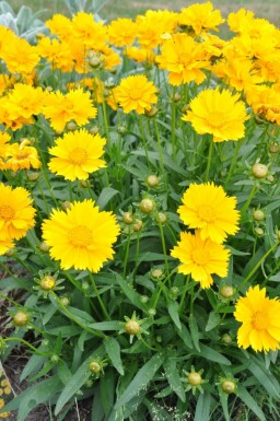 Mädchenauge Coreopsis grandiflora 'Sunray' 5-10 Topf 9x9 cm (P9) Coreopsis grandiflora 'Sunray'